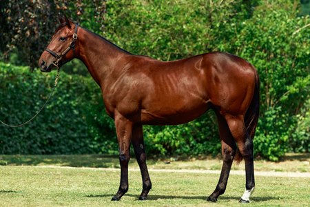 The Wootton Bassett cold consigned as Lot 306 at the Arqana August Summer Yearling Sale
