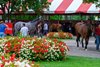 Busy paddock schooling session that included several Travers Stakes (G1) contenders. 
Saratoga scenes at Saratoga Race Course in Saratoga Springs, N.Y., on August 27, 2026. 