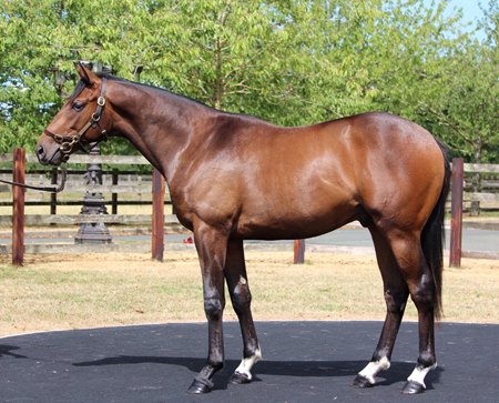 The Wootton Bassett colt consigned as Lot 149 at the Arqana August Yearling Sale