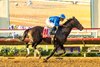 Godolphin LLC's Knightsbridge and jockey Junior Alvarado win the Grade I $1,000,000 Pacific Classic Saturday, August 22, 2026 at Del Mar Thoroughbred Club, Del Mar, CA. The Kentucky-bred son of Nyquist is trained by William I. Mott.
Benoit Photo