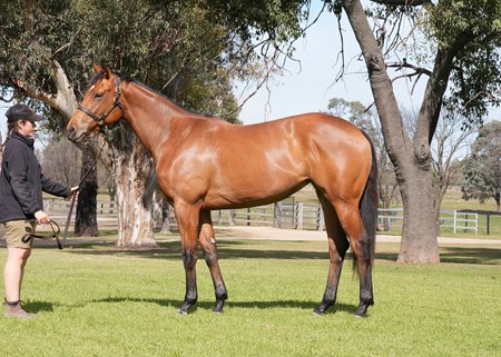 Ballet's Legacy consigned as Lot 320 to the Inglis Digital Australia August (Early) Online Sale