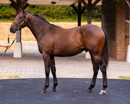 The Blue Point colt, consigned as Lot 136, at the Goffs Premier Yearling Sale
