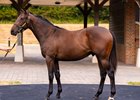 Lot 136, 2026 Goffs Premier Yearling Sale