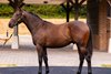 Lot 136, 2026 Goffs Premier Yearling Sale