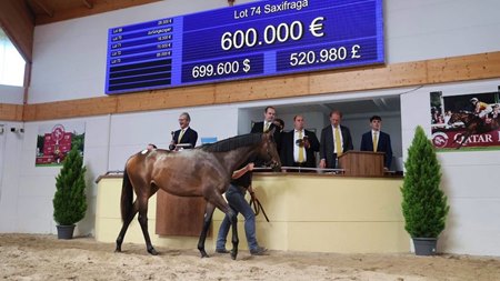 The Sea The Stars filly consigned as Lot 74 in the ring at the BBAG Yearling Sale