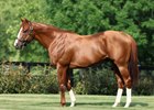 Elite Power at Juddmonte Farms