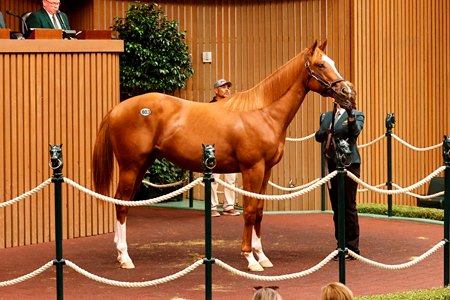 The Not This Time colt, consigned as Hip 803, in the ring at the Keeneland September Sale