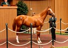 Hip 803, 2026 Keeneland September Sale