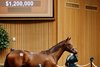 Hip 1686, buyer Tom Ryan, , 2026 Keeneland September Sale