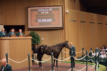 Hip 238, the Not This Time colt out of Goodnight Olive, in the ring at the Keeneland September Sale