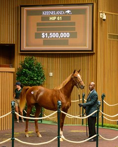 Hip 61, a Not This Time colt, in the sales ring at the Keeneland September Sale