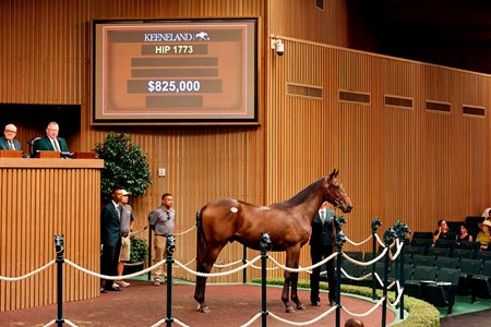 The Nyquist colt, consigned as Hip 1773, in the ring at the Keeneland September Sale