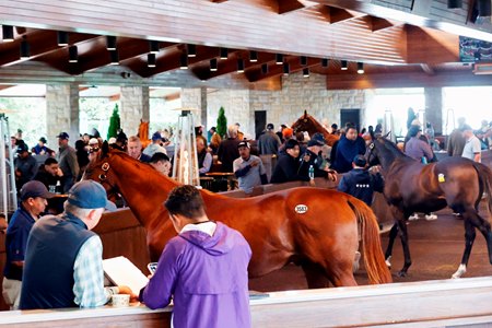 Yearlings are looked over during Session 10 of the Keeneland September Sale