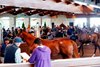 Scenics, Crowds, 2026 Keeneland September Sale