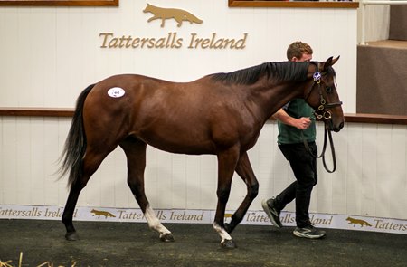 The Lope de Vega colt consigned as Lot 744 in the ring at the Tattersalls September Yearling Sale Part II