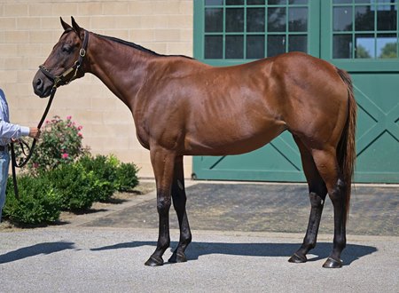 Little Miss Vivi, consigned as Hip 42 in the Fasig-Tipton August Digital Sale