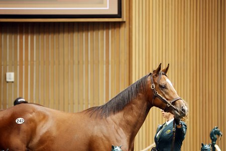 The Into Mischief colt consigned as Hip 242 in the ring at the Keeneland September Sale