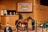 Hip 790, 2026 Keeneland September Sale