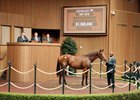 Hip 1018, 2026 Keeneland September Sale