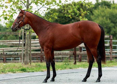The Mehmas filly consigned as Lot 141 at the Osarus La Teste Yearling Sale