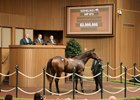 Hip 973, 2026 Keeneland September Sale