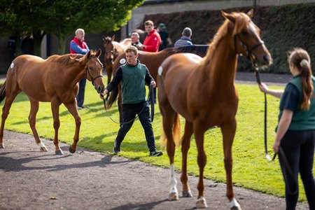 Yearlings at Tattersalls