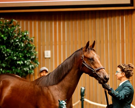 The Yaupon colt consigned as Hip 2446 in the ring at the Keeneland September Sale