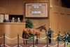 Hip 220, 2026 Keeneland September Sale