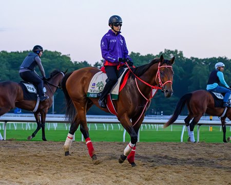 Forever Young after galloping over the main track at Belmont Park