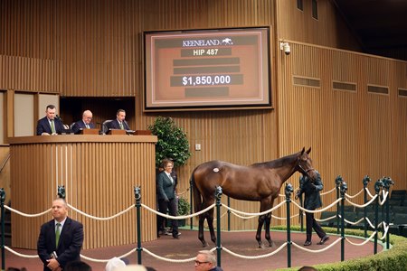 The Flightline colt consigned as Hip 487 in the sales ring at the Keeneland September Sale