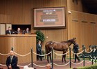 Hip 487, 2026 Keeneland September Sale