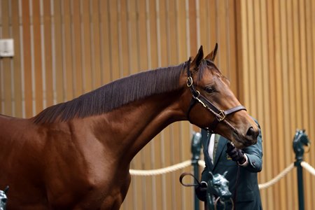 The session-topping Gun Runner colt consigned as Hip 84 in the sales ring at the Keeneland September Sale