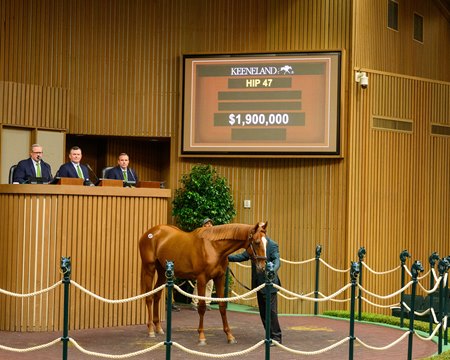 The Gun Runner colt consigned as Hip 47 in the ring at the Keeneland September Sale