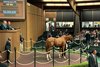 Hip 803 at the Keeneland September Yearling Sale