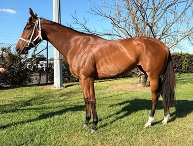 Overshadow, Lot 19, is one of the fillies to be offered in the Magic Millions Digital Sale