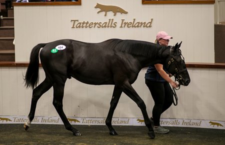 The Study of Man colt consigned as Lot 484 at the Tattersalls September Yearling Sale