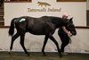 Lot 484, 2026 Tattersalls Ireland September Yearling Sale