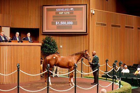 The colt by Not This Time consigned as Hip 1275 in the ring at the Keeneland September Sale