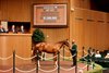 Hip 1275, 2026 Keeneland September Sale