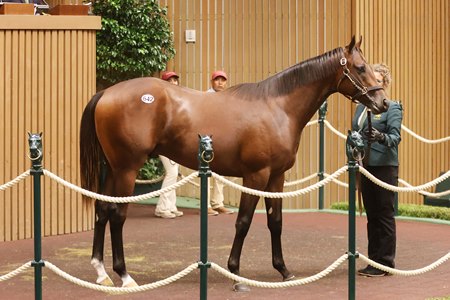 The Nyquist colt consigned as Hip 642 in the ring at the Keeneland September Sale