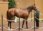 Hip 642, 2026 Keeneland September Sale