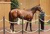 Hip 642, 2026 Keeneland September Sale