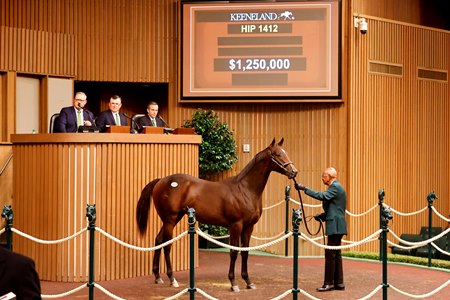 The Life Is Good colt consigned as Hip 1412 in the ring at the Keeneland September Sale