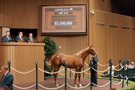 The Gun Runner colt consigned as Hip 313 in the ring at the Keeneland September Sale