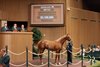 Hip 313, 2026 Keeneland September Sale