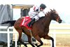 Tiffany (IRE) wins the 2026 Kentucky Turf Cup Invitational Stakes at Kentucky Downs