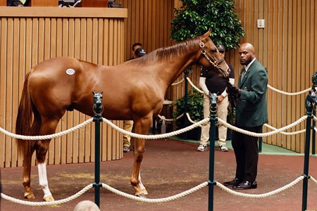 The Not This Time colt consigned as Hip 1275 in the ring at the Keeneland September Sale