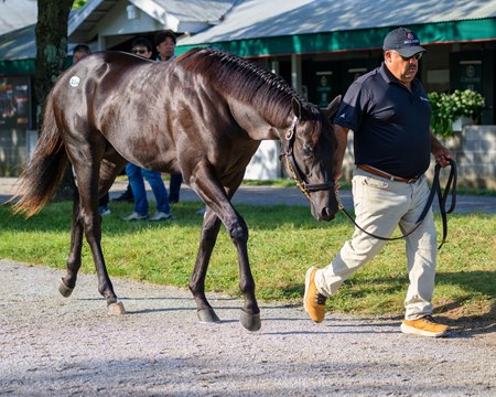Hip 238, a colt by Not This Time out of Goodnight Olive, at the Keeneland September Sale