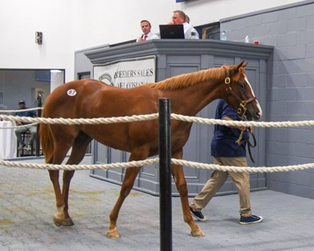 Cyberchase, a filly by Cyberknife, consigned as Hip 87 in the ring