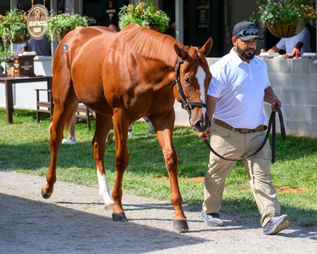 Hip 158, a colt by Curlin out of Cavorting, consigned by Heartwood Farm at the Keeneland September Yearling Sale